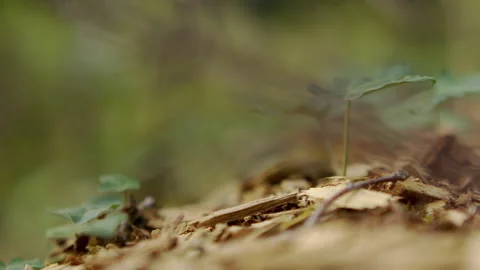 Tiny green sprout growing in the forest with focus pulling from front to back Stock Footage 346546997