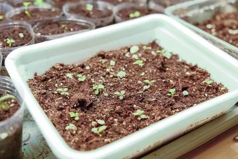 Tiny green sprout growing in soil within plastic container. Seedling develo.. Stock Photos