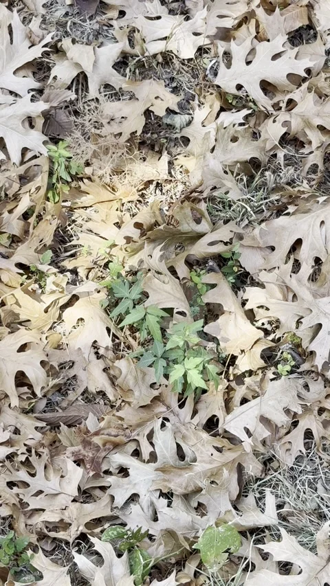 Tiny Green Sprout Growing Through Dry Leaves Stock Footage 345922782