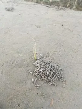 Tiny green sprout growing through sandy soil. Small pile of round seeds on .. Stock Photos