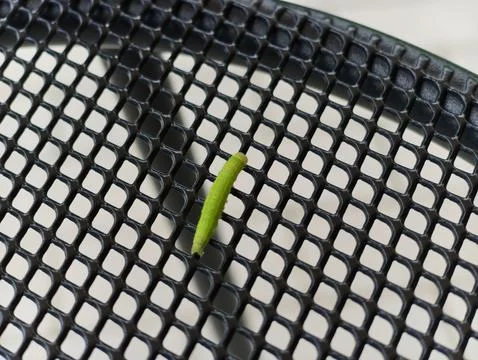 Tiny green sprout rests on black mesh surface Stock Photos