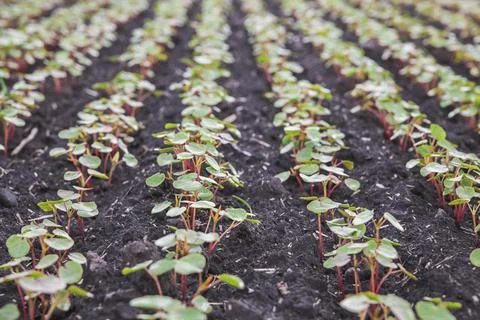 Tiny green sprouts on the field close-up Stock Photos