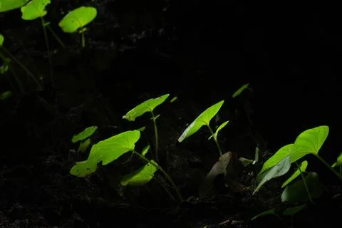 Tiny green sprouts growing in sunlight with dark shadowy background Stock Photos