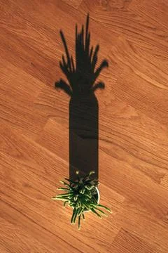A tiny green succulent in a simple white pot with black band stands alone o.. 스톡 사진