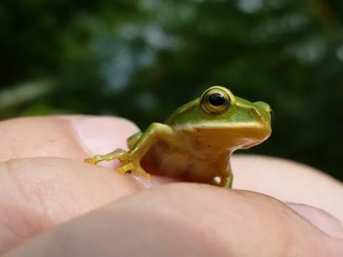 Tiny Green Tree Frog On Human Hand Stock Photos