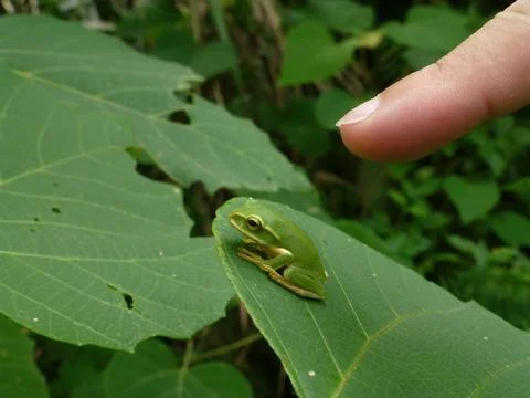 Tiny Green Tree Frog On Leaf With Human Finger Stock Photos