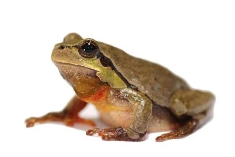 Tiny green tree frog over white background ( Hyla arborea ), studio image wit Stock Photos