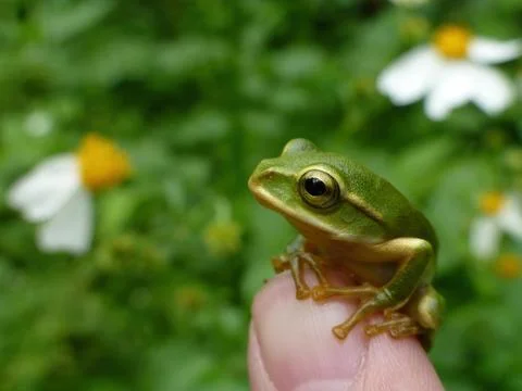 Tiny Green Tree Frog Perched On Human Finger Stock Photos