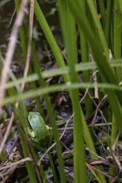 A tiny green tree frog rests in a spade of grass over the water of a pond, in Foto stock