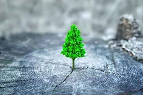 Tiny Green Tree on a Weathered Stump Stock-Fotos