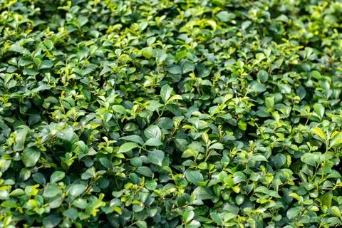 Tiny green wild grass leaves are a fresh, natural pattern or theme Stock Photos