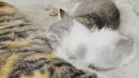 A tiny grey and white kitten nursing from its mother cat Stock Footage 340595229