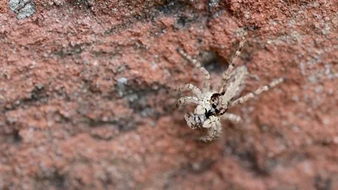 Tiny grey jumping spider holding insect prey during feeding activity outdoors Video stock 336431738