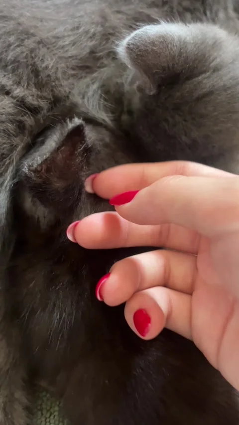 Tiny grey Kitten Drinking Milk From Mom Female Hand With Red Manicure Gently Pet Stock Footage 294672167