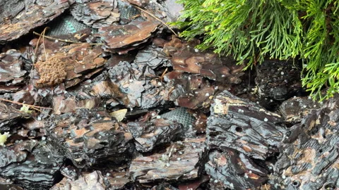 Tiny Hail Pellets Fall Over Dark Pine Bark Mulch Next to Lush Green Bushes Stock Footage 333299614