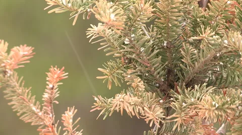 Tiny Hail Sleet Falling on Pine Tree Branches Stock Footage 49438470