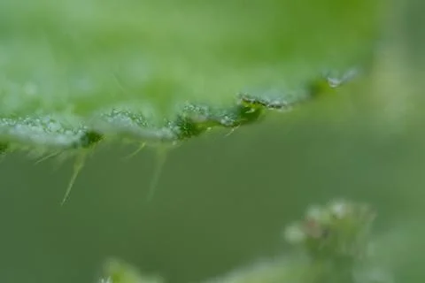 Tiny hairs line leaf edge, glistening with dew Stock Photos