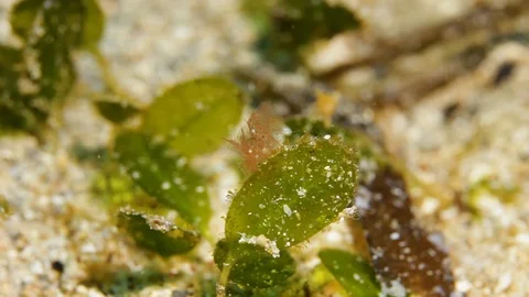 A tiny Hairy shrimp sit on top of a leaf underwater swaying in the current 스톡 동영상 119251136