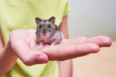 Tiny hamster in the hand of a child Stock Photos