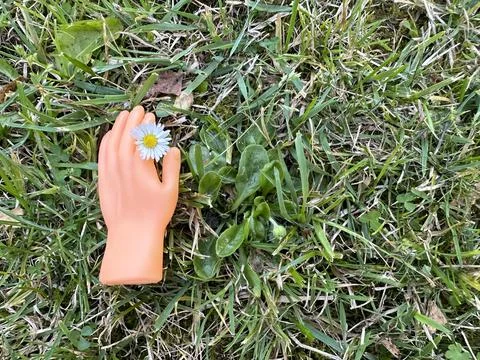 Tiny hand finger puppet holding camomile flower on green grass Stock Photos