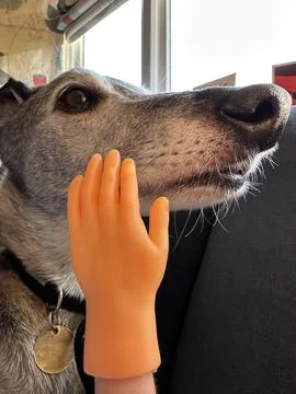 Tiny hand finger puppet petting funny dog Stock Photos