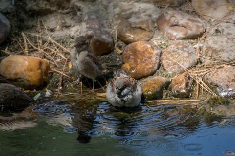 A tiny happy sparrow taking a bath in a stream Stock Photos