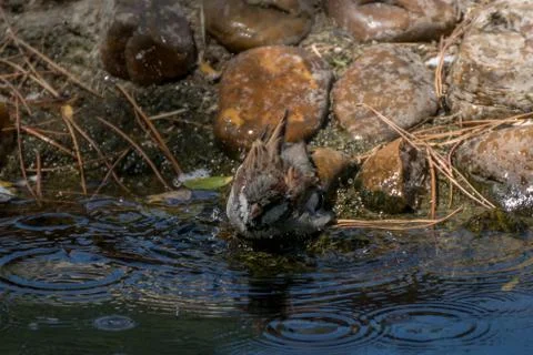 A tiny happy sparrow taking a bath in a stream Stock Photos
