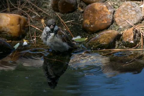 A tiny happy sparrow taking a bath in a stream Stock Photos