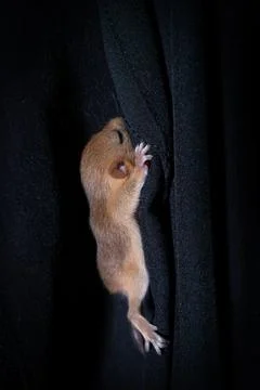 Tiny Harvest Mouse Climbing on Black Fabric Close Up Stock Photos