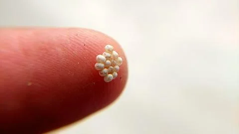 Tiny Hatched Insect Egg Cluster Resting On Human Fingertip Stock Photos