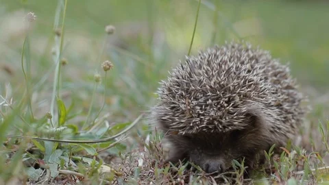 Tiny hedgehog on the clearing creeps uncertainly Stock Footage 92181745