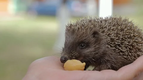 Tiny hedgehog eats meat on women's palms Stock Footage 92181245
