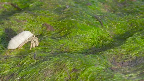 Tiny hermit crab basking in sun among green seaweed Stock Footage 149984343