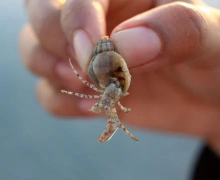 Tiny Hermit Crab inside its small and colourful sea snail shell Stock-Fotos