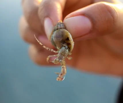 Tiny Hermit Crab inside its small and colourful sea snail shell 스톡 사진
