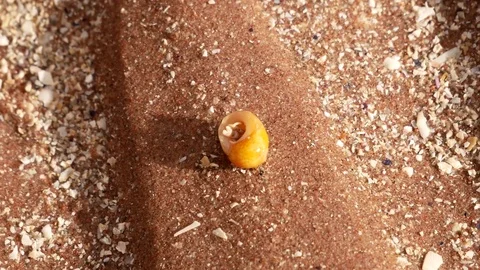 Tiny hermit crab inside shell Stock Footage 79655721