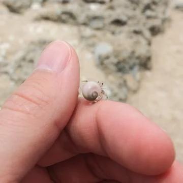 Tiny Hermit Crab Stock Photos