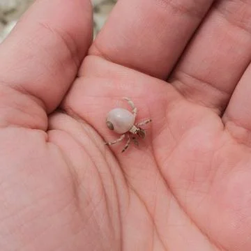Tiny Hermit Crab Stock Photos