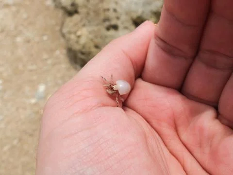 Tiny Hermit Crab Stock Photos