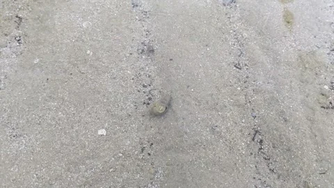 A tiny hermit crab playing underwater at the beach. 스톡 동영상 297874834