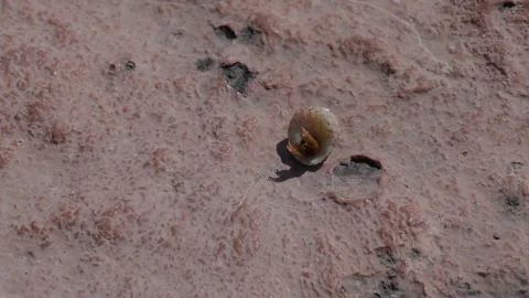 Tiny hermit crab in a shell moving across a rocky surface in a coastal habitat Stock Footage 348295036
