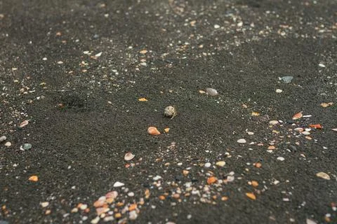 Tiny hermit crab traversing black volcanic sand surrounded by scattered sea.. Stock Photos