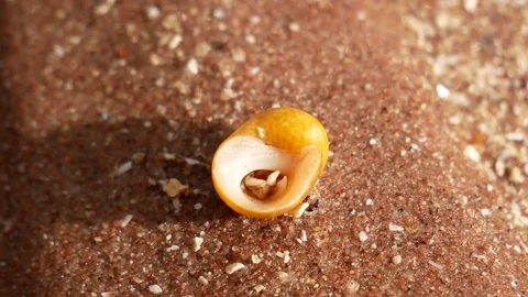 Tiny hermit crab upside down Video stock 79655751