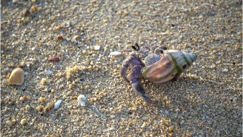Tiny Hermit Crab Walking on Golden Sandy Beach. Stock Footage 321180345