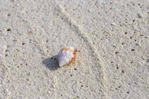 A tiny hermit crab with a white shell crawls across soft, textured sand on .. Foto stock