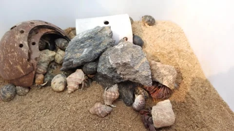 Tiny Hermit Crabs Crawling on Sand and Rocks in Habitat Video stock 337760671