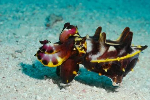 Tiny hippo Stock Photos