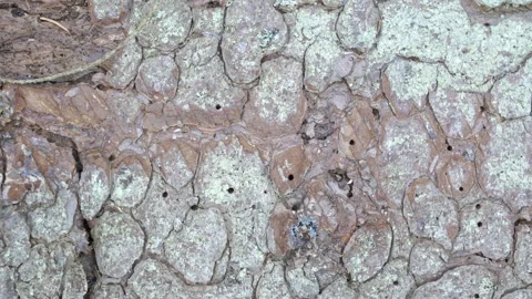 Tiny holes on the bark of the spruce tree Stock Footage 138552013