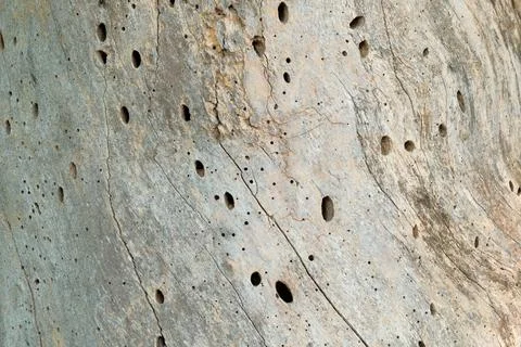 Tiny holes bored in tree stump that is also missing bark Stock Photos
