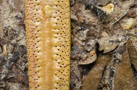 The tiny holes on the dry fruit is used to dispense seeds in to the air for g Stock Photos